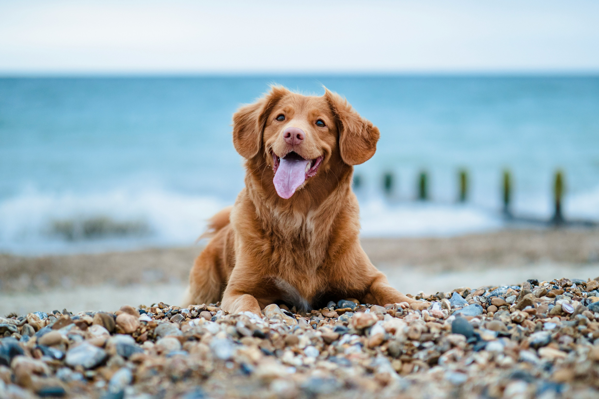 Spiagge per cani in Campania: la guida definitiva ai lidi dog friendly