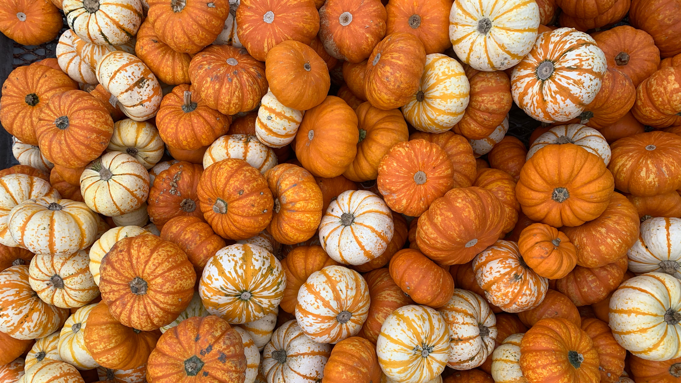 Halloween 2025 in Italia: le migliori attività da fare in famiglia regione per regione