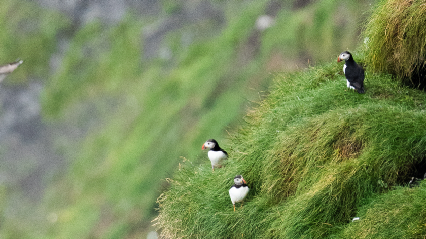 Cliffs of Moher: guida completa tra trekking, pulcinelle di mare e sapori locali